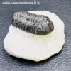 Trilobite Phacops du Maroc (réf tr21) – Image 4