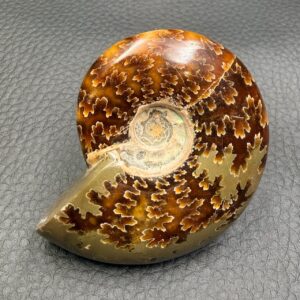 Ammonite