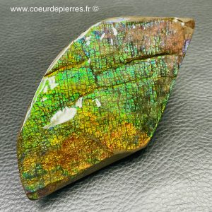 Ammolite de la rivière Sainte Marie, Alberta, Canada (réf aml3)