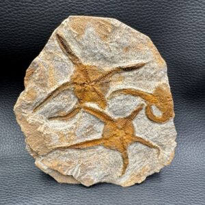 Etoile de Mer Fossile