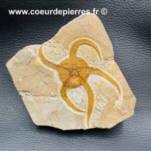 Etoile de Mer Fossile Edriasteroide