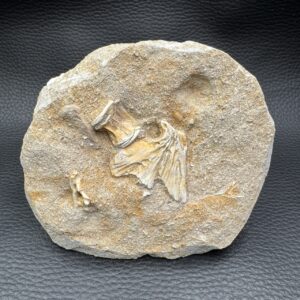 Ossement Fossile de Mosasaure