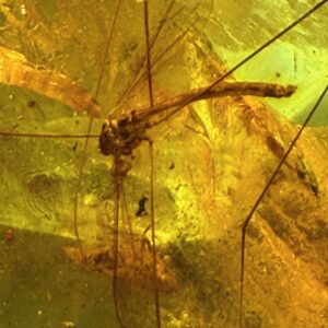Ambre