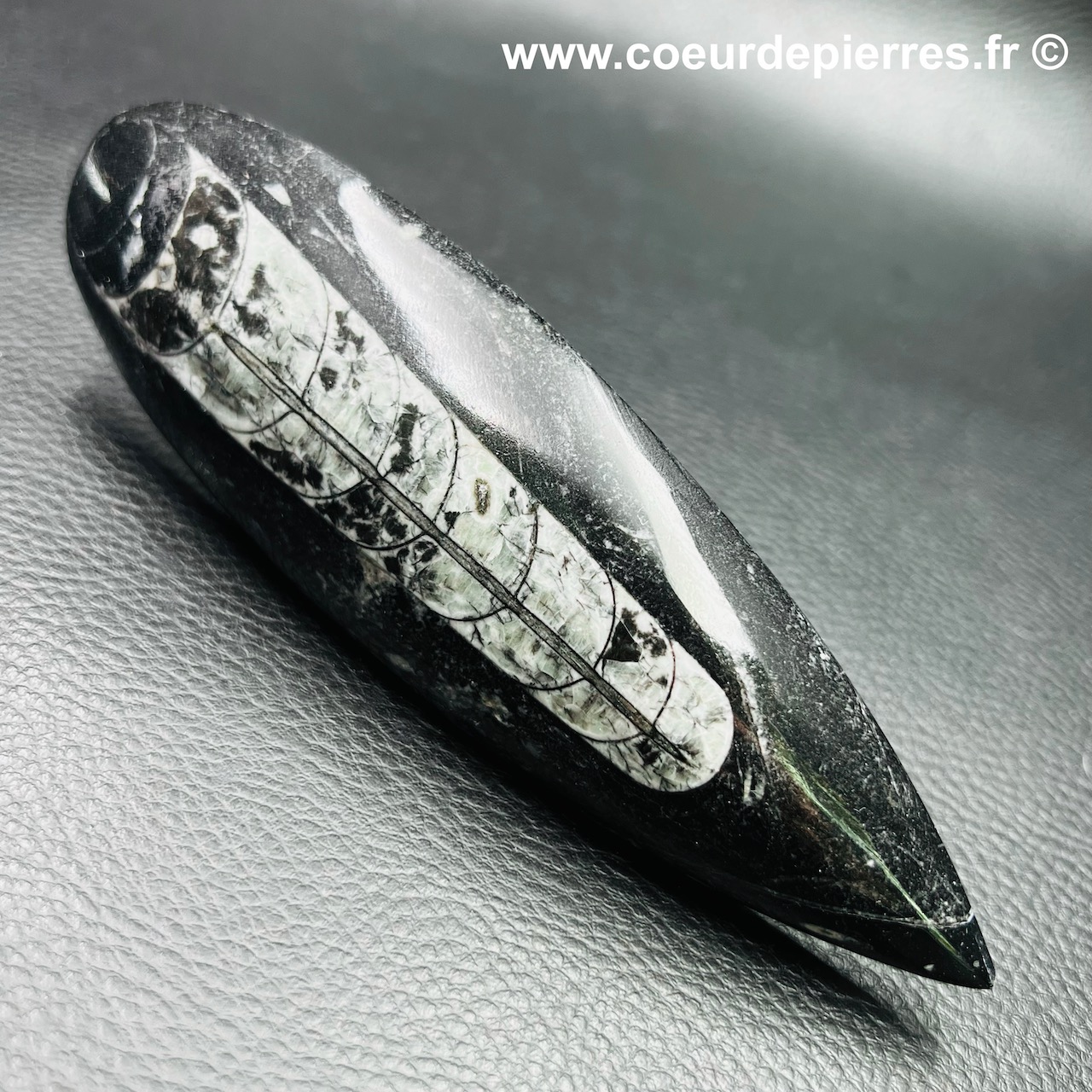 Orthoceras polie du Maroc (réf ot3)