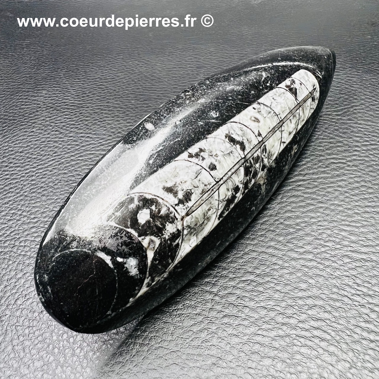 Orthoceras polie du Maroc (réf ot3)