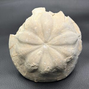 Oursin Fossile Clypeaster