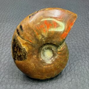 Ammonite Cleoniceras