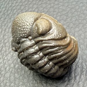 Trilobite Phacops Enroulé