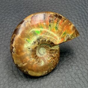 Ammonite Cleoniceras