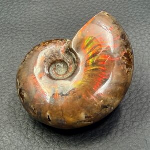 Ammonite opalisée