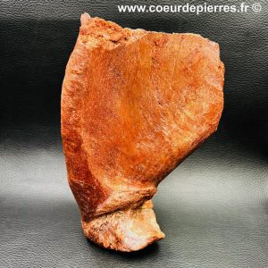 Ossement de Spinosaure « fragment de hanche » du Maroc (réf vts3)