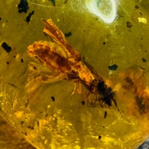 Ambre avec inclusions d'insectes