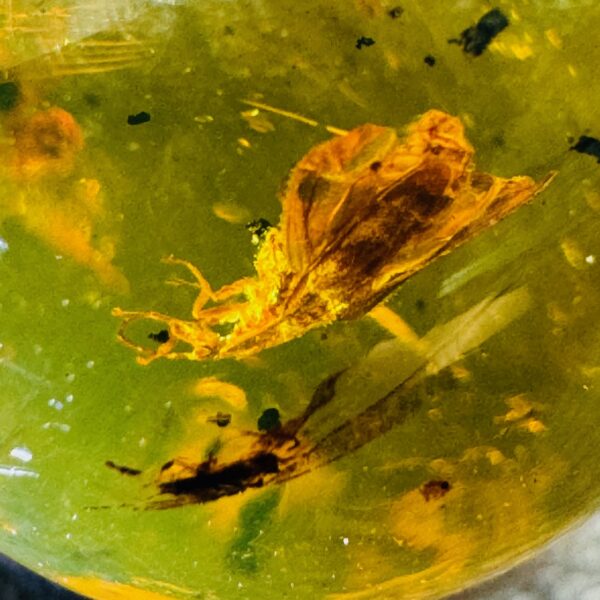 Ambre avec Inclusions d’Insectes de République Dominicaine (réf ard2) – Image 6