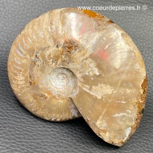 Ammonite iridescente de Madagascar (réf as1)
