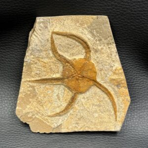 Etoile de Mer Fossile