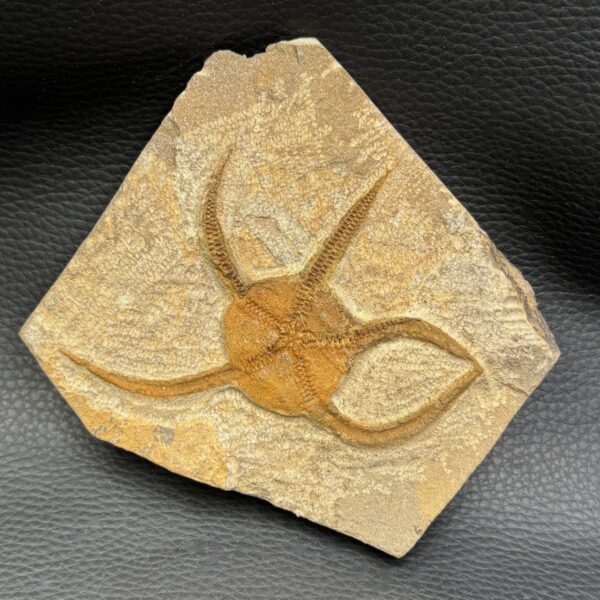 Étoile de mer fossile du Maroc (réf em2) – Image 2