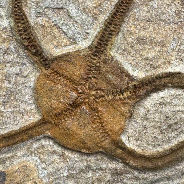 Étoile de mer fossile du Maroc (réf em2) – Image 3
