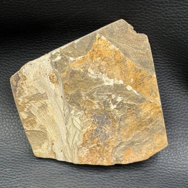 Étoile de mer fossile du Maroc (réf em2) – Image 4