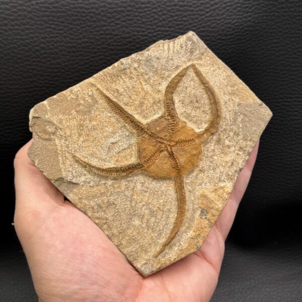 Étoile de mer fossile du Maroc (réf em2) – Image 5