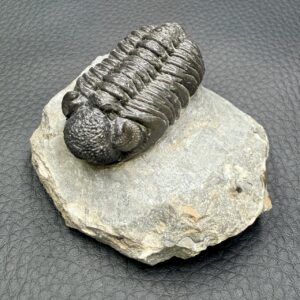 Trilobite Phacops