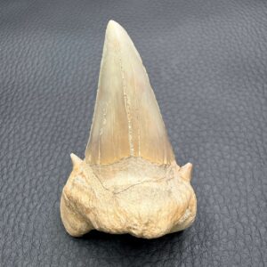 Dent de Requin Fossile