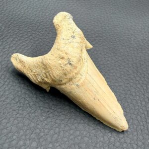 Dent de Requin Fossile