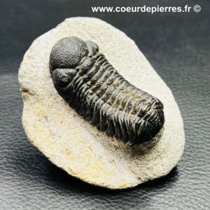 Trilobite phacops sur Gangue (réf tr18)