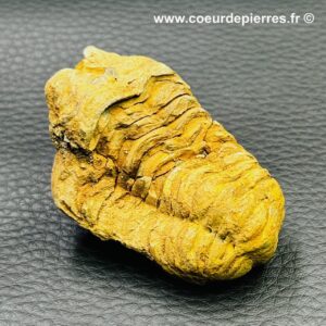 Trilobite commun du Maroc (réf tr3)