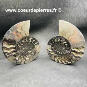 Ammonite