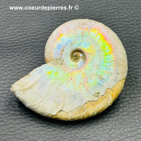 Ammonite iridescente