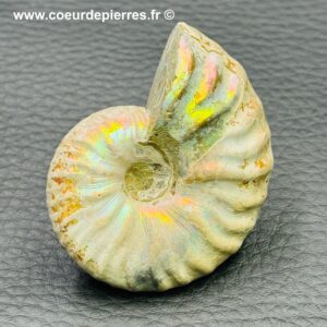 Ammonite iridescente de Madagascar (réf amd8)