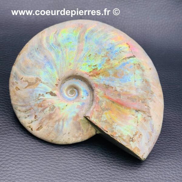 Ammonite Nacrée