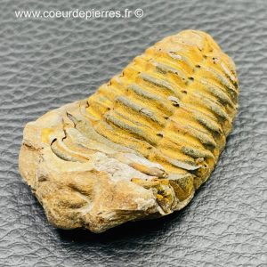 Trilobite « commun » du Maroc (réf tr24)