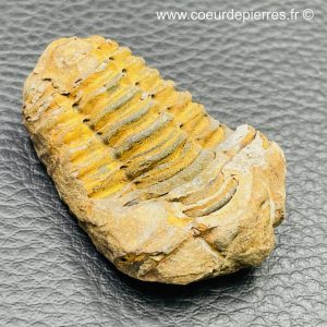 Trilobite “commun” du Maroc (réf tr24)
