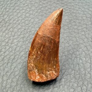 Dent de Carcharodontosaurus