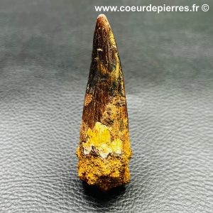 Dent de Spinosaure du Maroc (réf dd11)