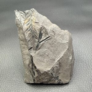 Fossile de Fougères Carbonifère