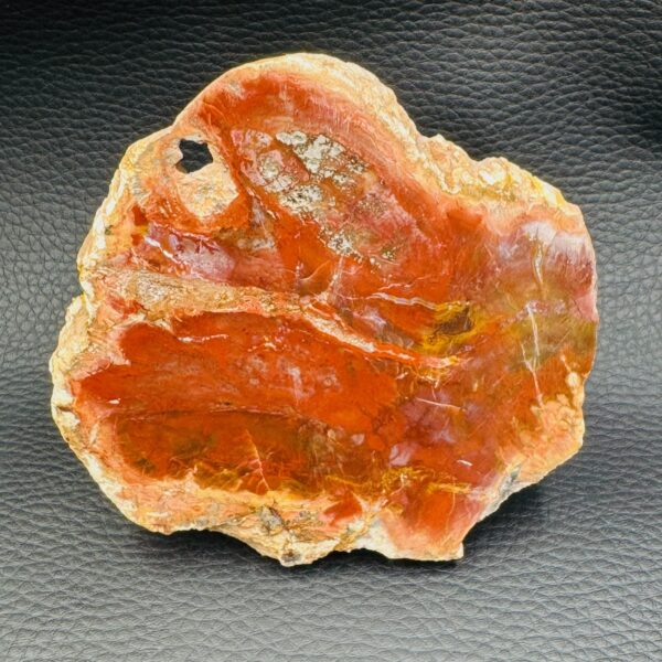 Bois Fossile