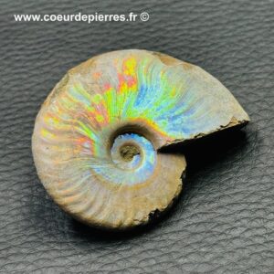 Ammonite iridescente de Madagascar (réf am3)