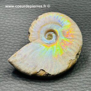 Ammonite iridescente de Madagascar (réf am3)