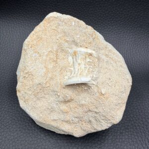 Vertèbre de Requin Fossile