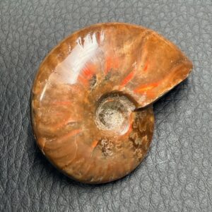 Ammonite Opalisée
