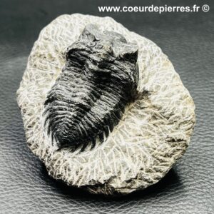 trilobite-hollardops-mesacristata