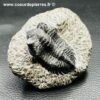 Trilobite Hollardops Mesacristata du Maroc (réf tr30) – Image 2