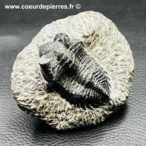 Trilobite “Hollardops Mesacristata” du Maroc (réf tr30)