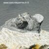 Trilobite Hollardops Mesacristata du Maroc (réf tr30) – Image 6