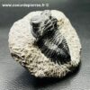 Trilobite Hollardops Mesacristata du Maroc (réf tr30) – Image 4