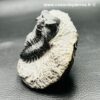Trilobite Hollardops Mesacristata du Maroc (réf tr30) – Image 5