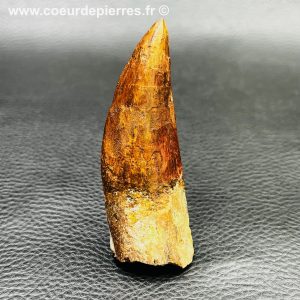 Dent de Carcharodontosaurus du Maroc (réf dd16)
