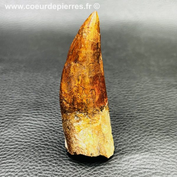 dent de Carcharodontosaurus